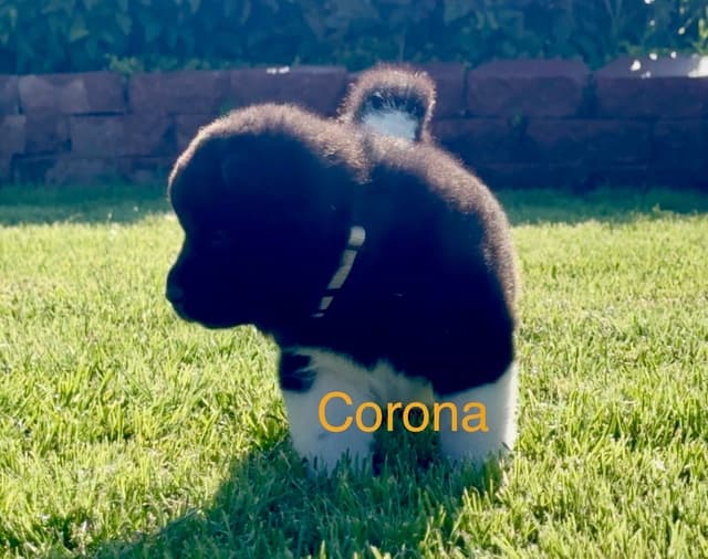 Akita Puppies media 2