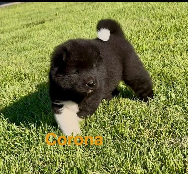 Akita Puppies media 3