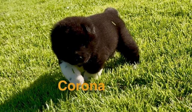 Akita Puppies media 4