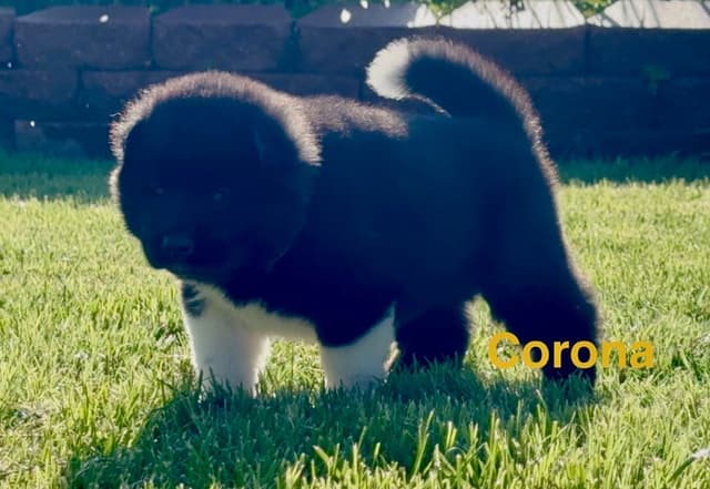 Akita Puppies media 5