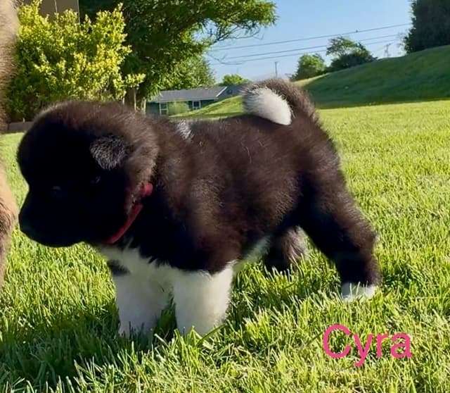 Akita Puppies media 7