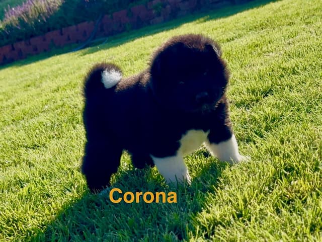 Akita Puppies media 8