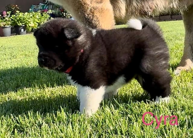Akita Puppies media 9