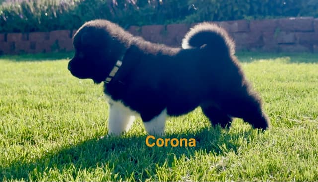 Akita Puppies media 10