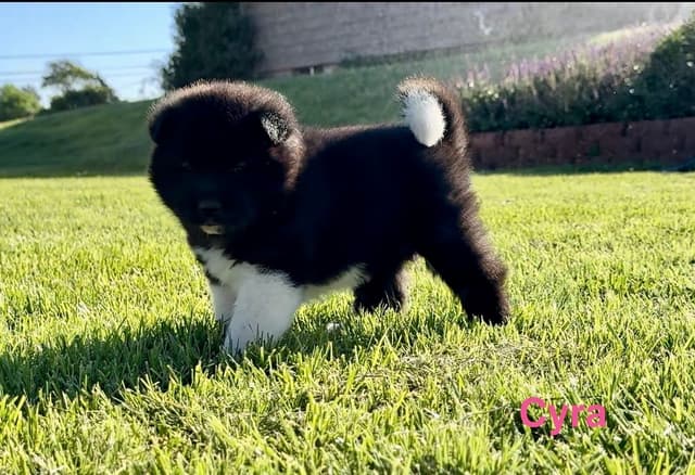 Akita Puppies media 11
