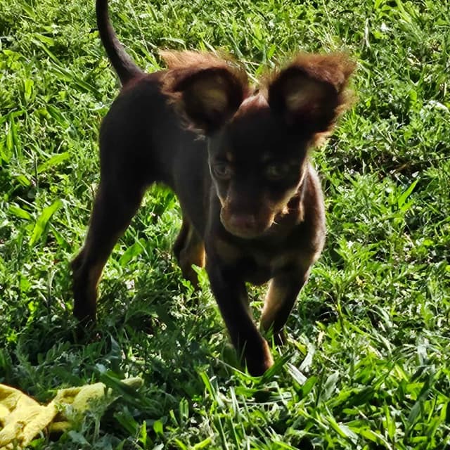 Russian Toy Puppies media 5