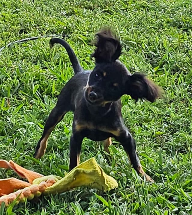 Russian Toy Puppies media 6