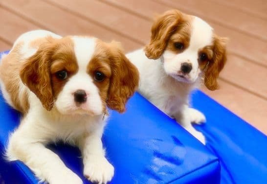 Cavalier King Charles Spaniel Puppies breeder image 1
