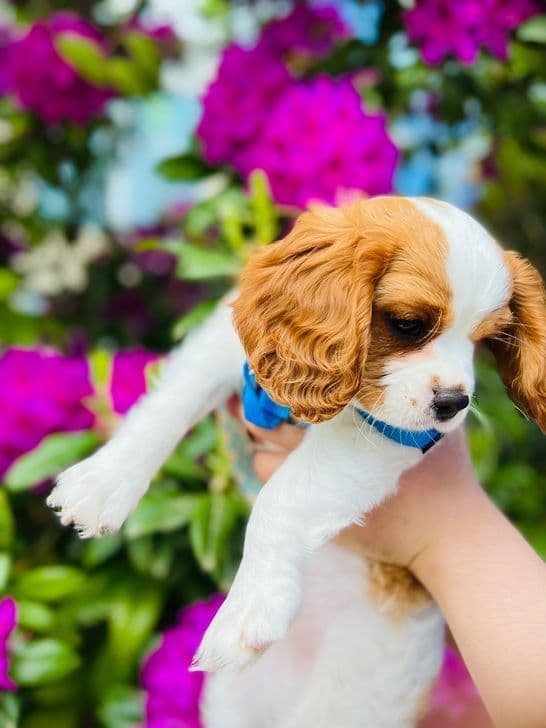 Cavalier King Charles Spaniel Puppies breeder image 6