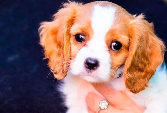 Cavalier King Charles Spaniel Puppies breeder image 3