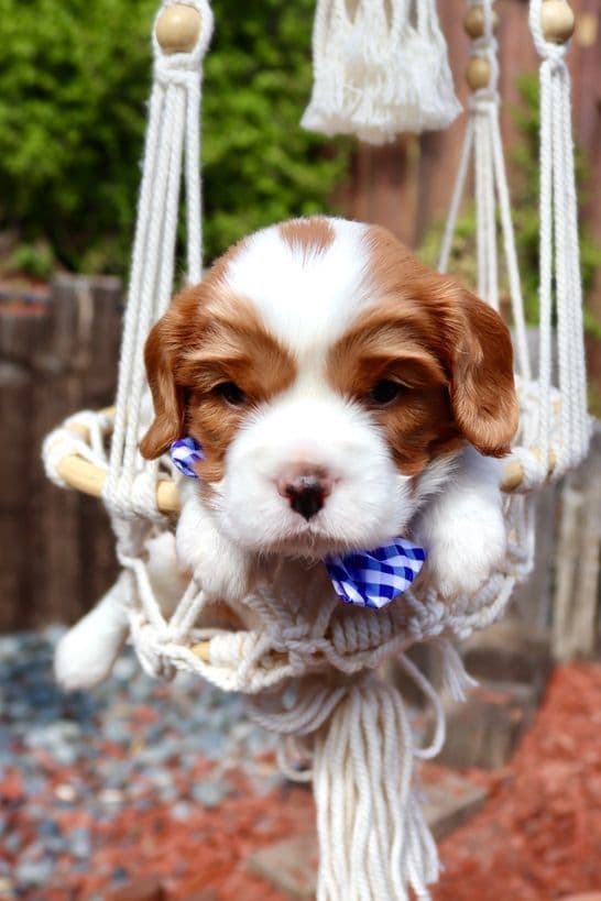 Cavalier King Charles Spaniel Puppies breeder image 4