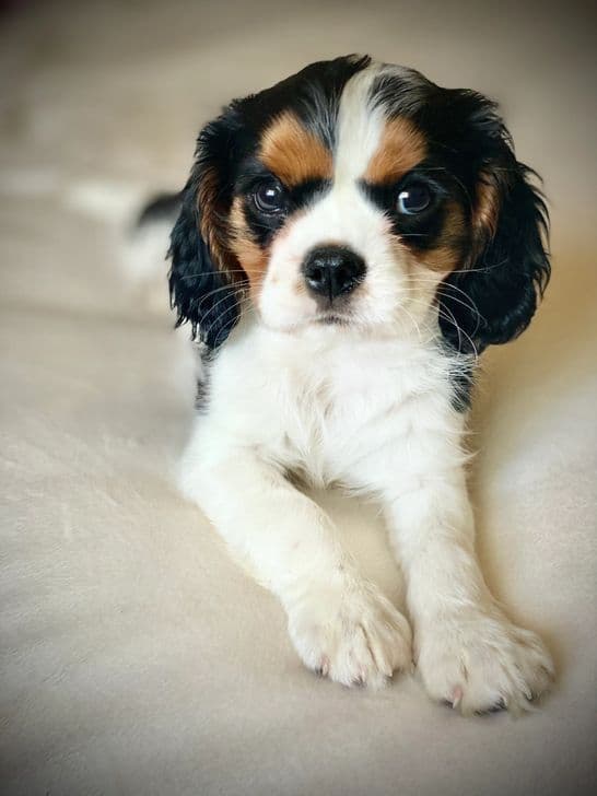 Cavalier King Charles Spaniel Puppies breeder image 7