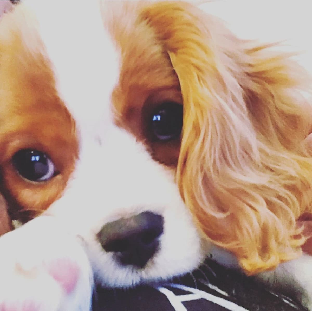 Cavalier King Charles Spaniel Puppies breeder image 8