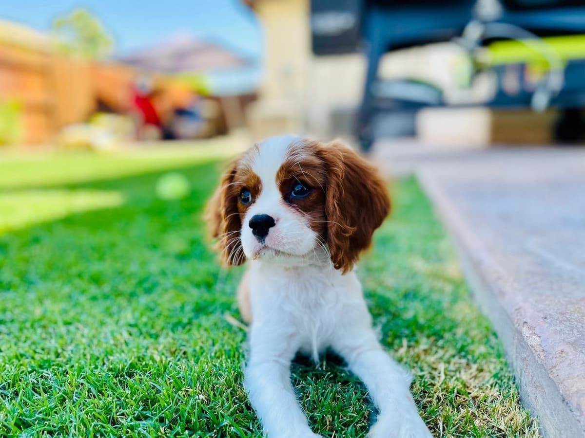Cavalier King Charles Spaniel Puppies breeder image 11