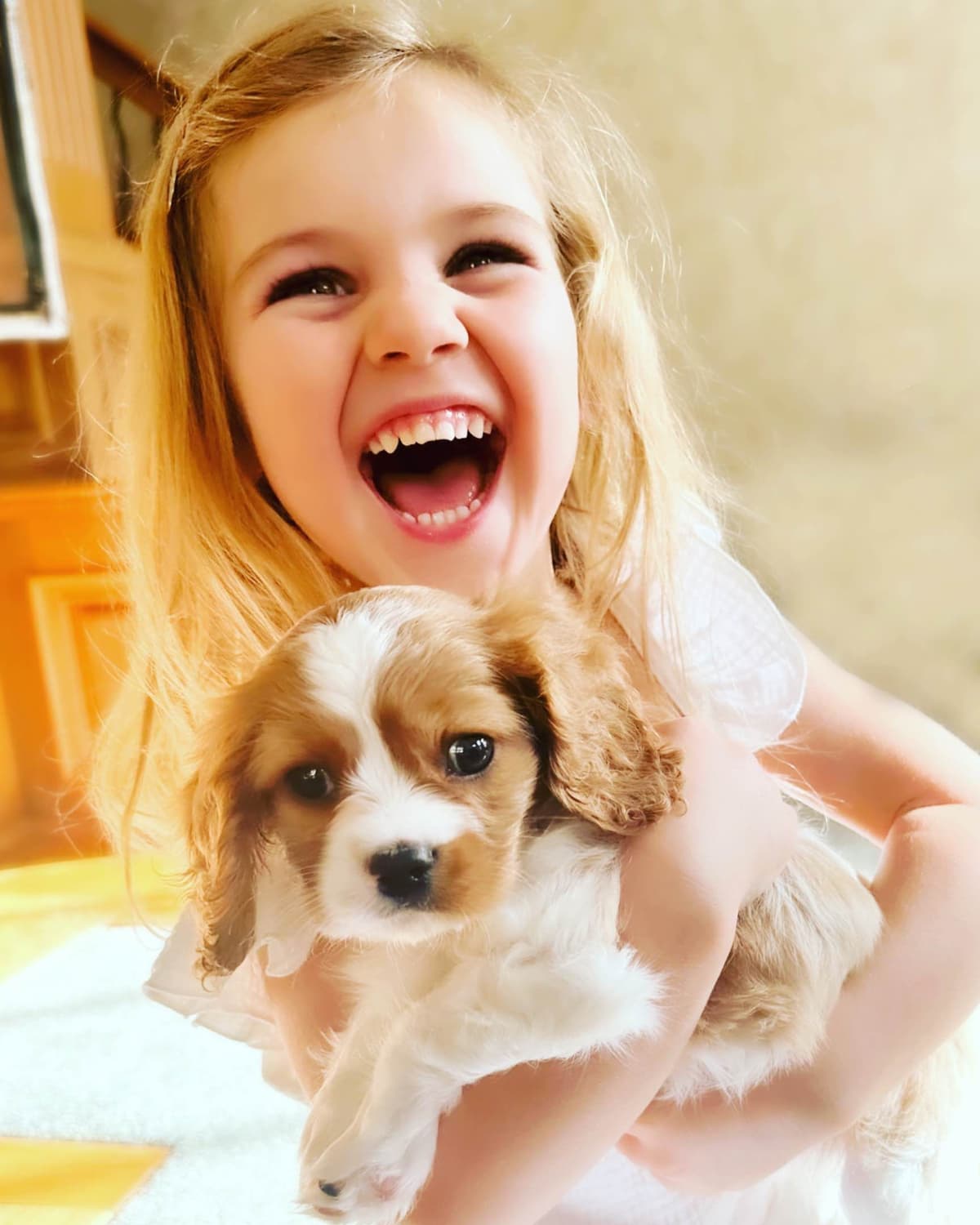 Cavalier King Charles Spaniel Puppies breeder image 13