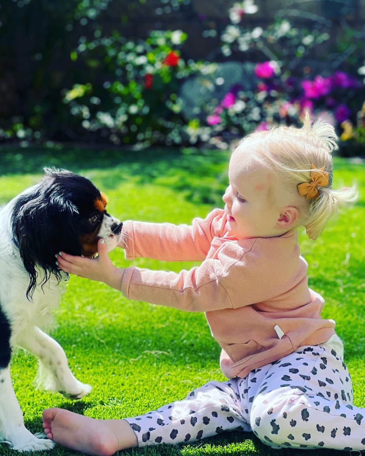 Cavalier King Charles Spaniel Puppies breeder image 18