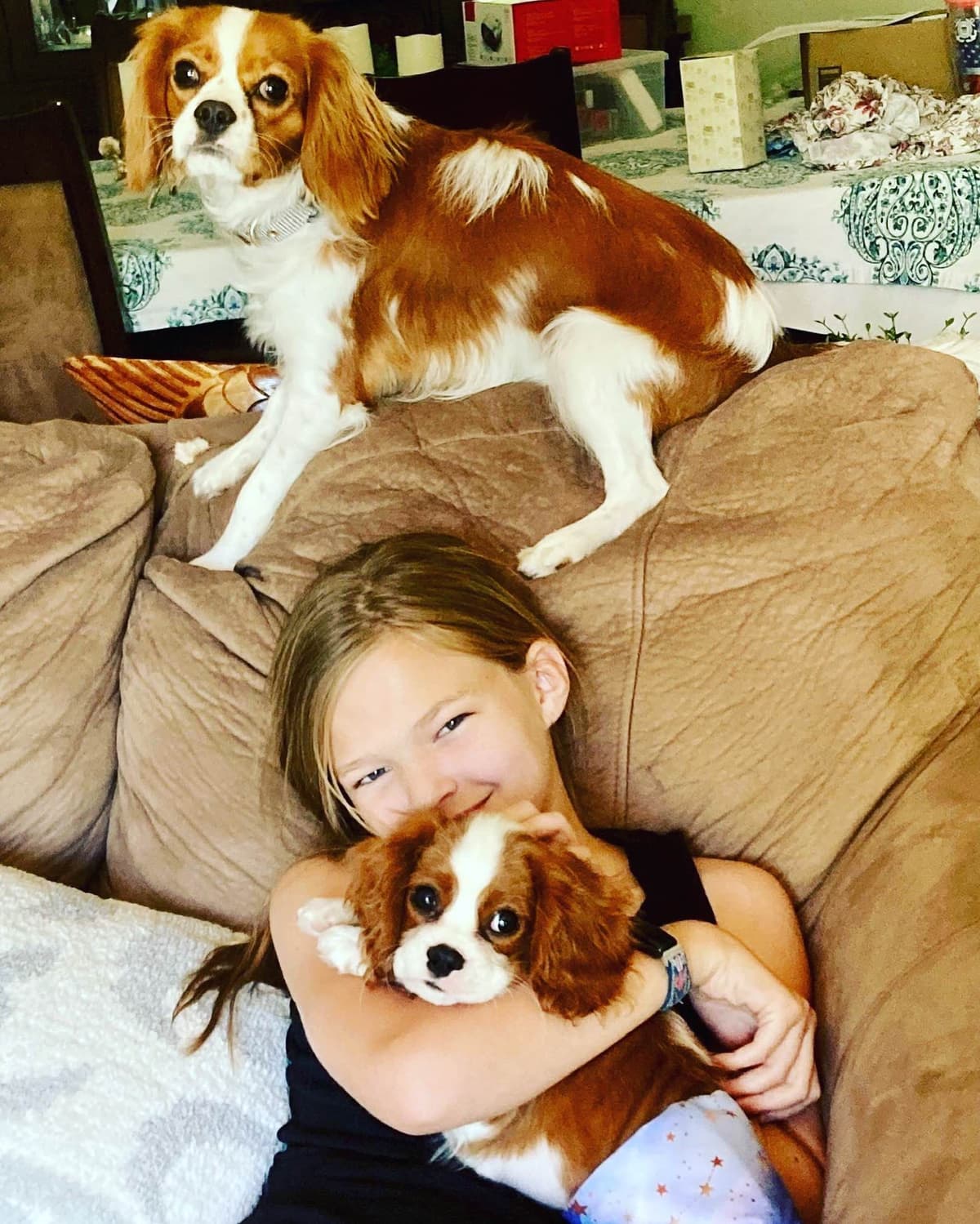 Cavalier King Charles Spaniel Puppies breeder image 19