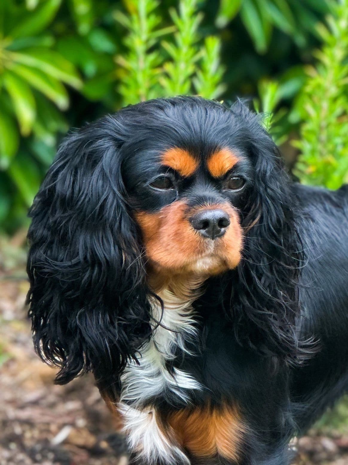 Cavalier King Charles Spaniel Puppies breeder image 16