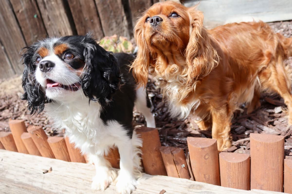 Cavalier King Charles Spaniel Puppies breeder image 20