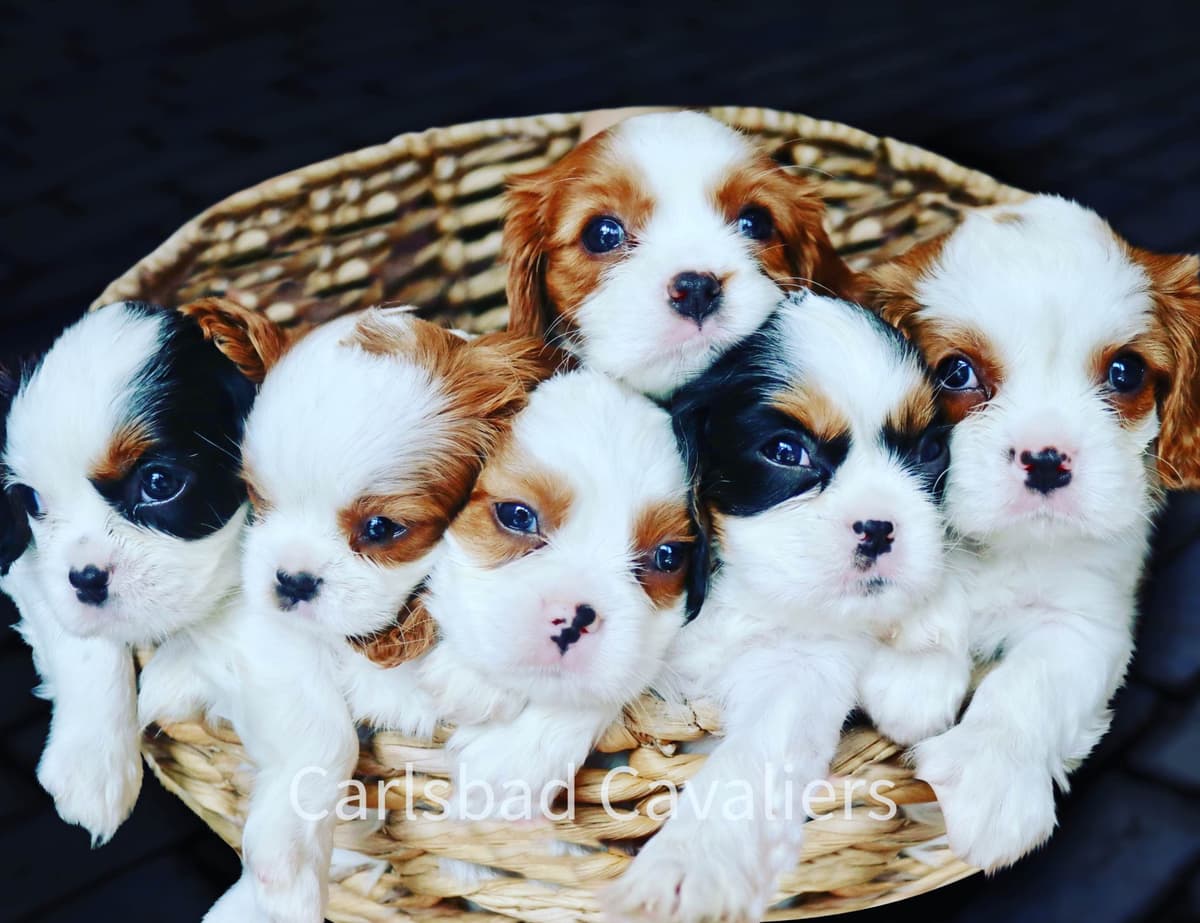 Cavalier King Charles Spaniel Puppies breeder image 24