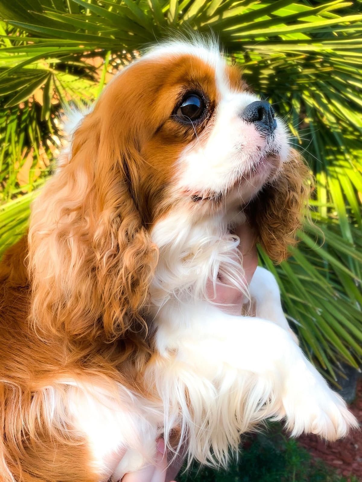 Cavalier King Charles Spaniel Puppies breeder image 23