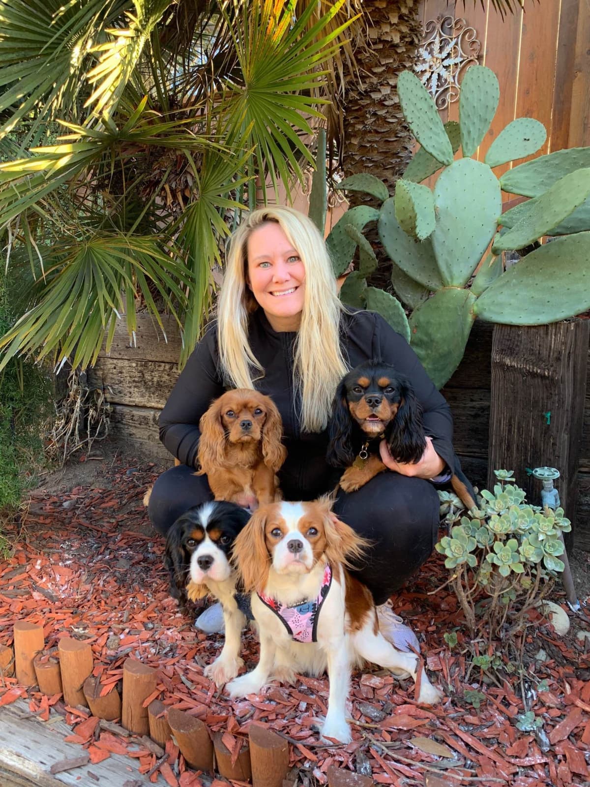 Cavalier King Charles Spaniel Puppies breeder image 25