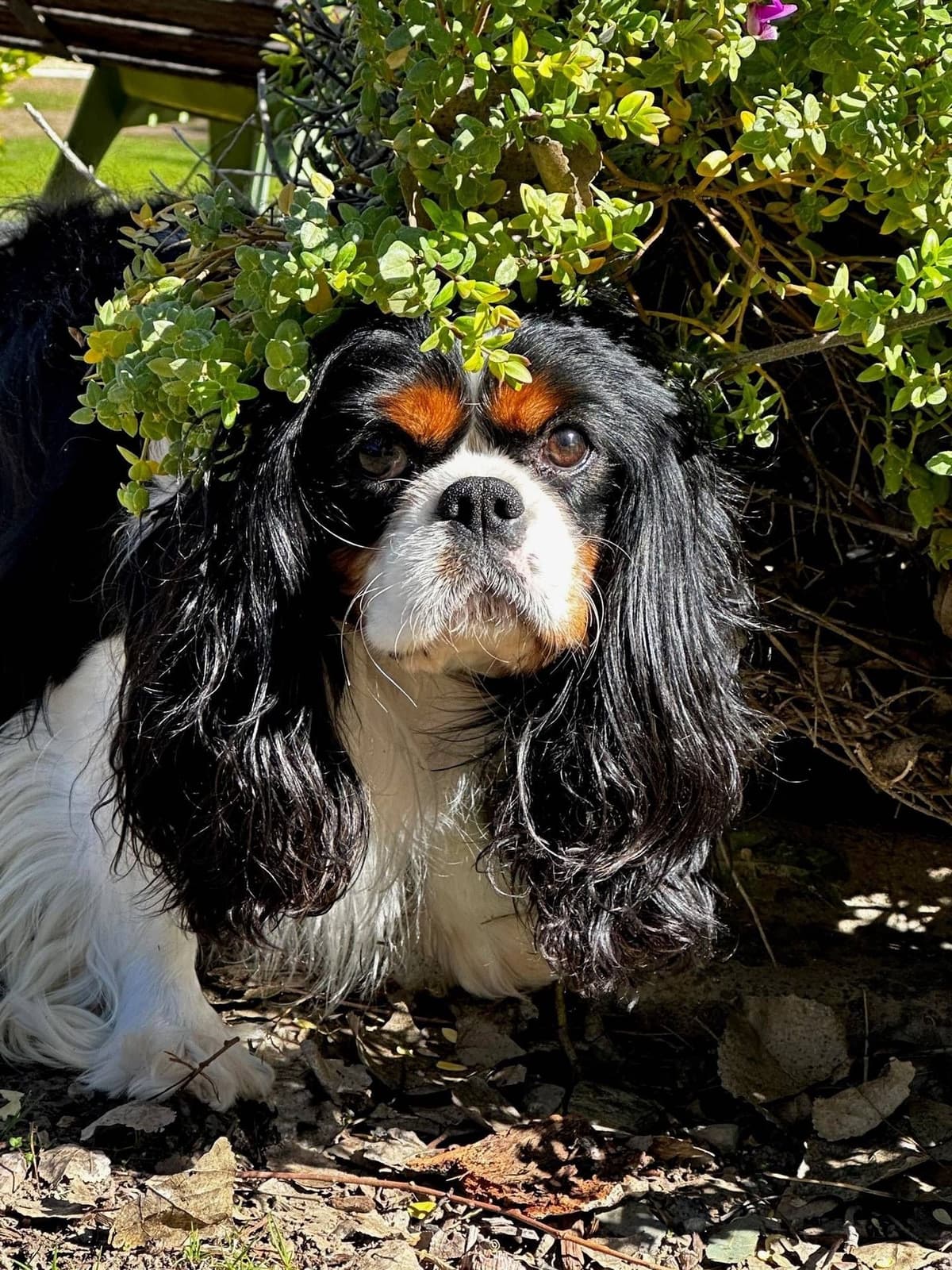 Cavalier King Charles Spaniel Puppies breeder image 27