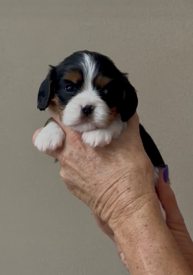 Cavalier King Charles Spaniel Puppies media 3