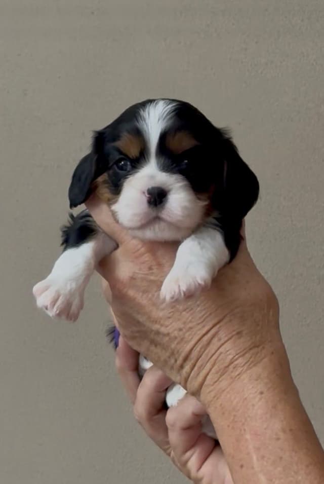 Cavalier King Charles Spaniel Puppies media 4