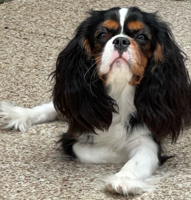 Cavalier King Charles Spaniel Puppies media 6