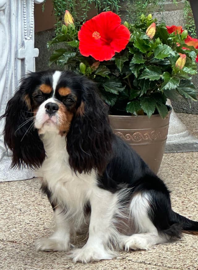 Cavalier King Charles Spaniel Puppies media 7