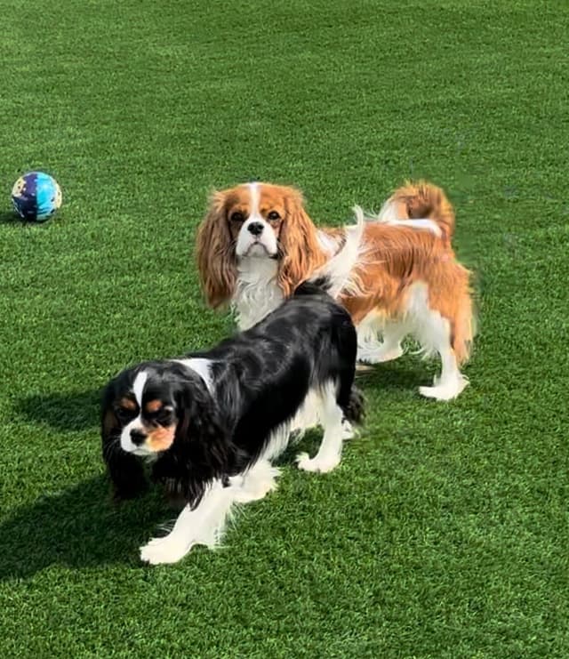 Cavalier King Charles Spaniel Puppies media 8