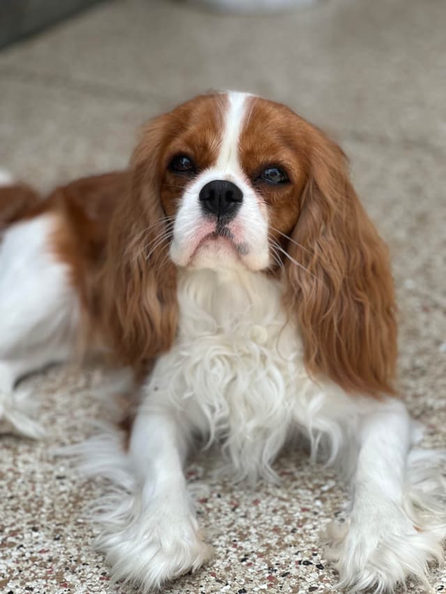 Cavalier King Charles Spaniel Puppies media 9