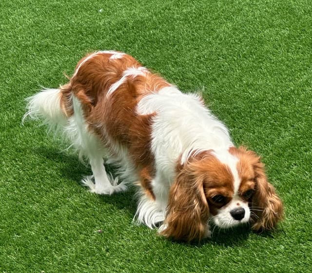 Cavalier King Charles Spaniel Puppies media 10