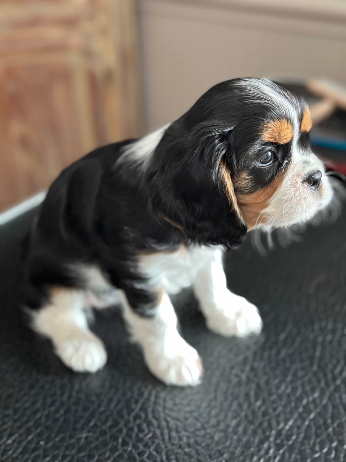 Cavalier King Charles Spaniel Puppies breeder image 13