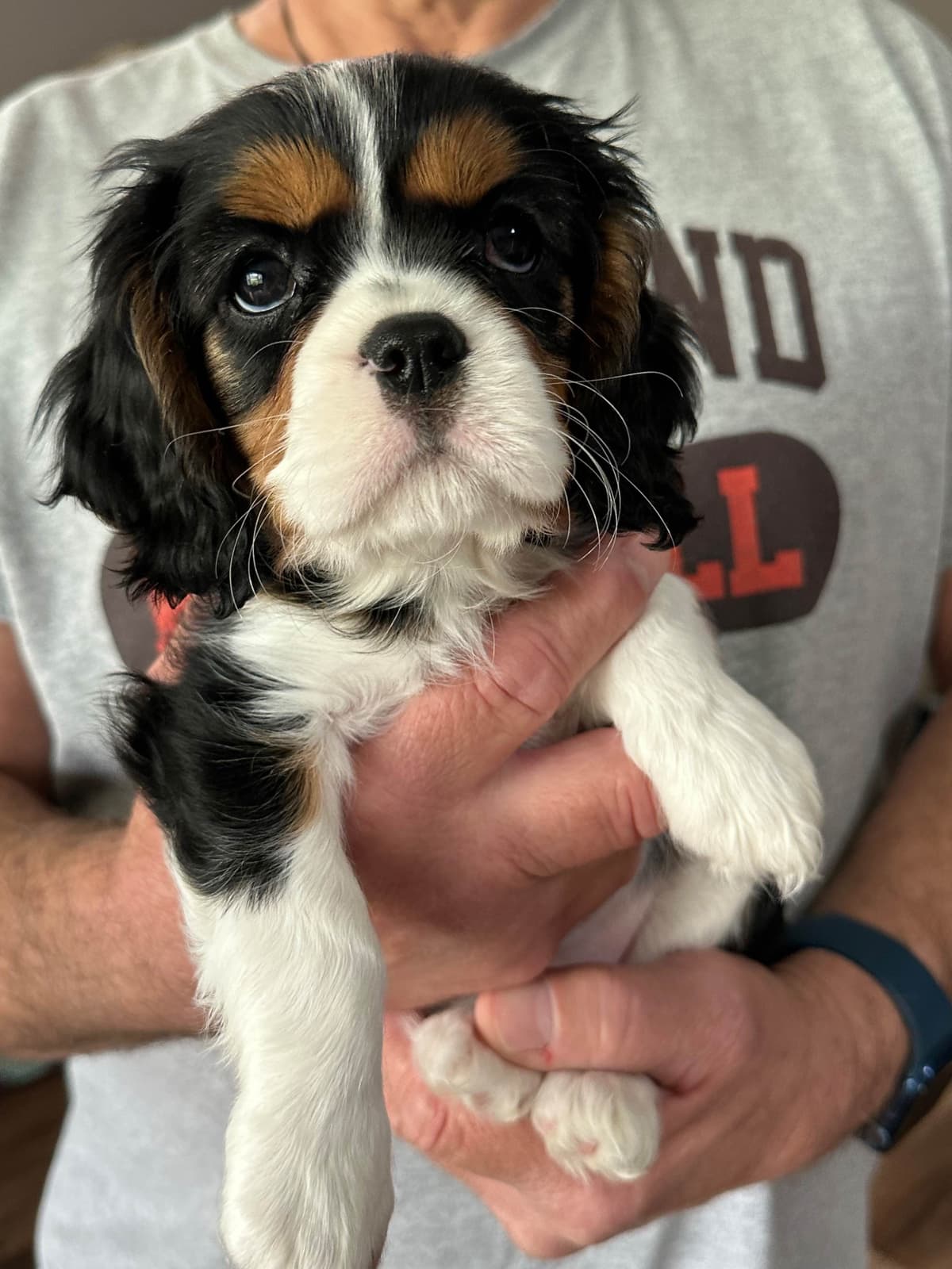 Cavalier King Charles Spaniel Puppies breeder image 15