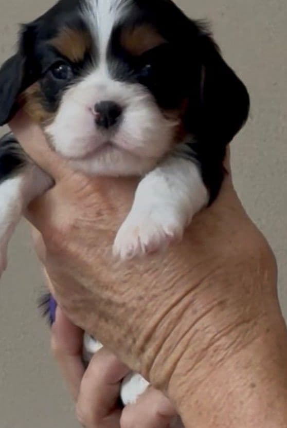 Cavalier King Charles Spaniel Puppies breeder image 14