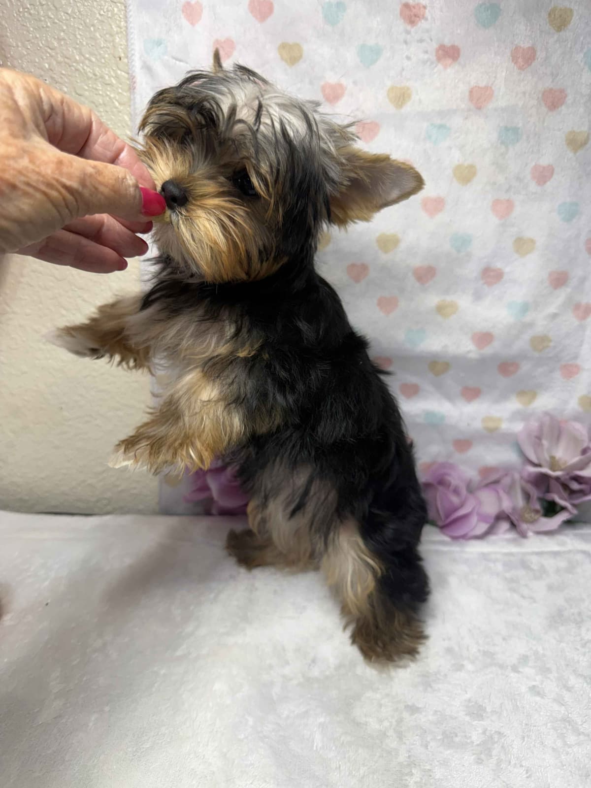 Yorkshire Terrier Puppies breeder image 2