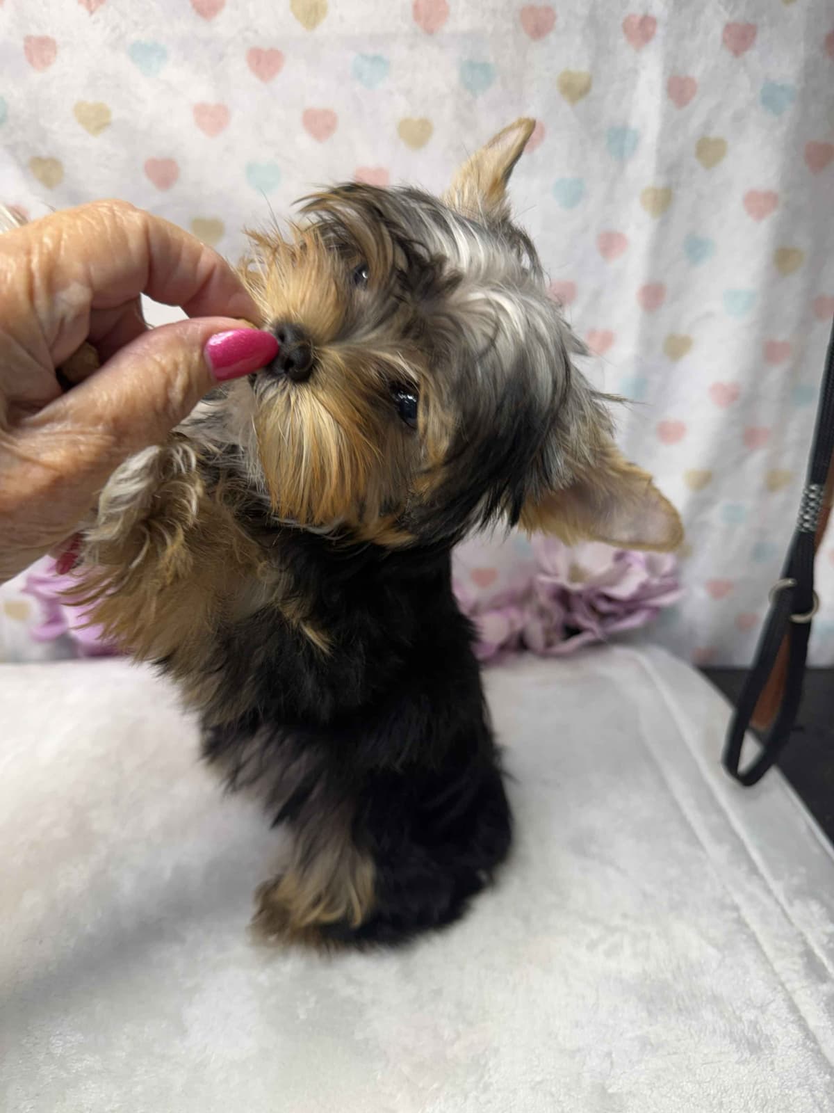 Yorkshire Terrier Puppies breeder image 4