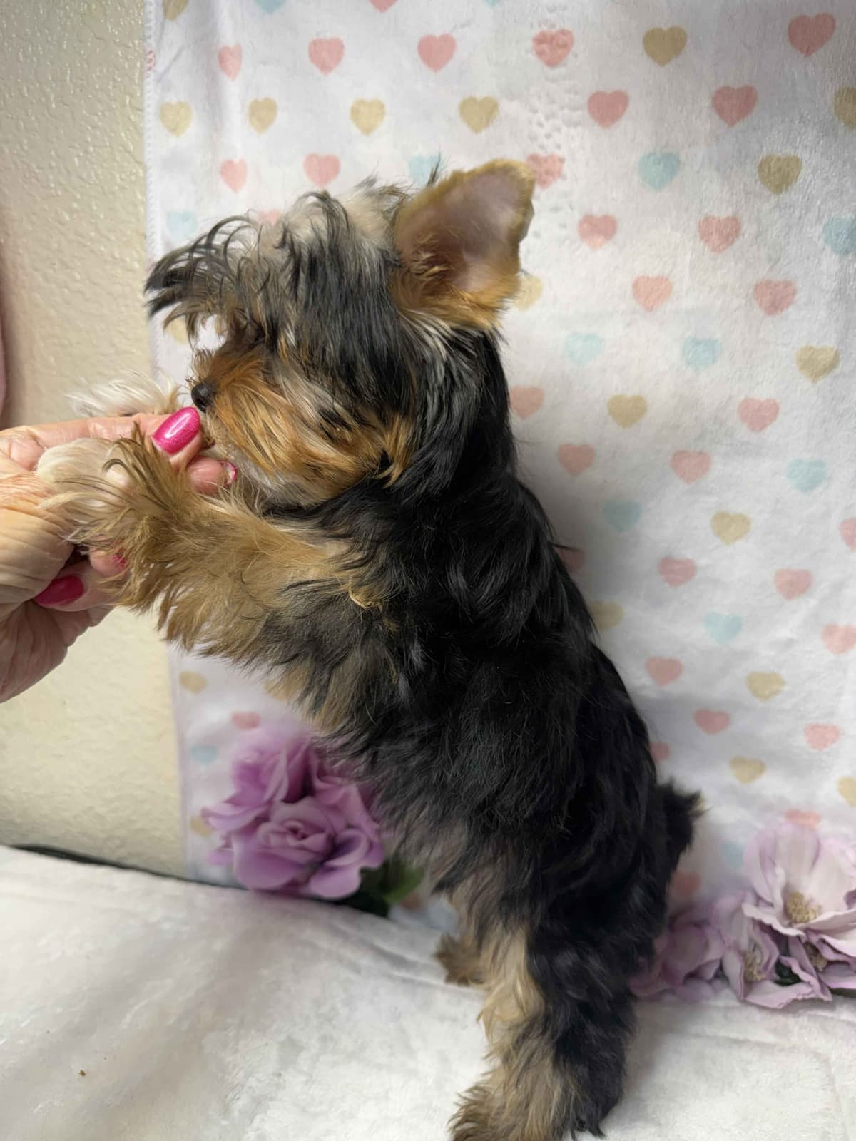 Yorkshire Terrier Puppies breeder image 5