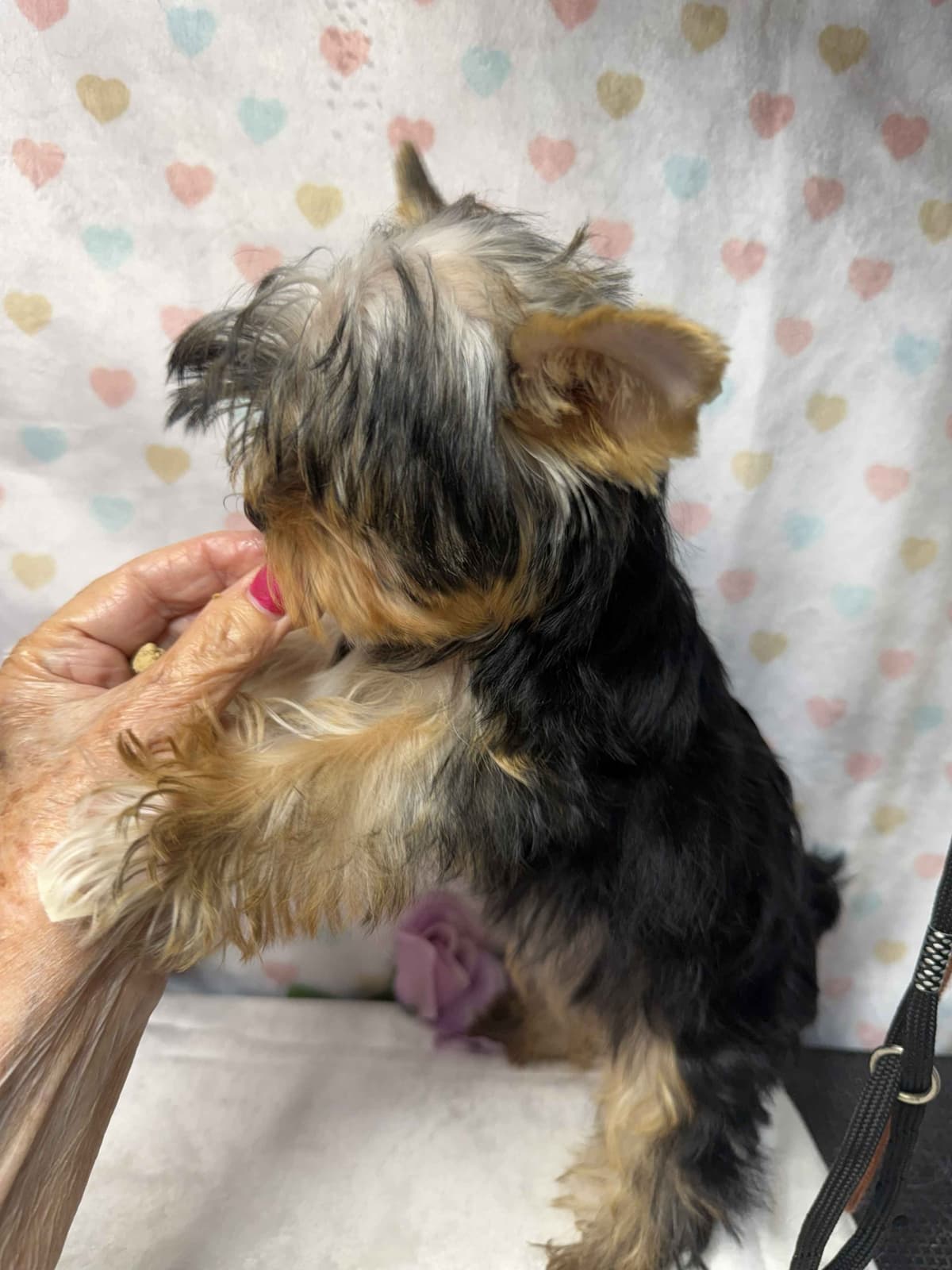 Yorkshire Terrier Puppies breeder image 6