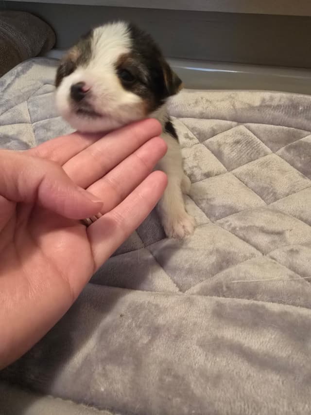 Yorkshire Terrier Puppies media 2