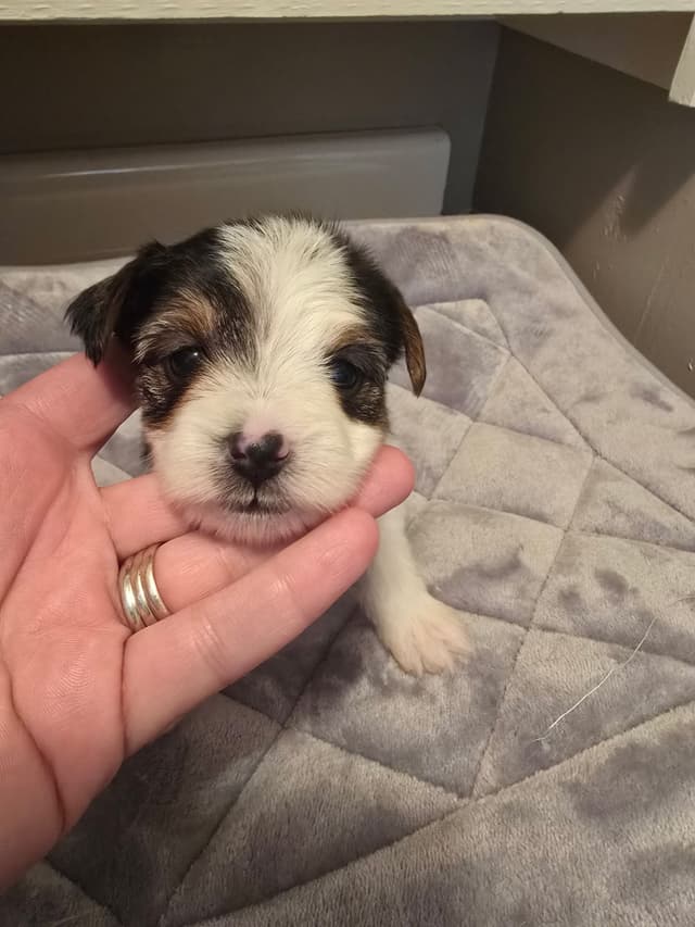 Yorkshire Terrier Puppies media 4