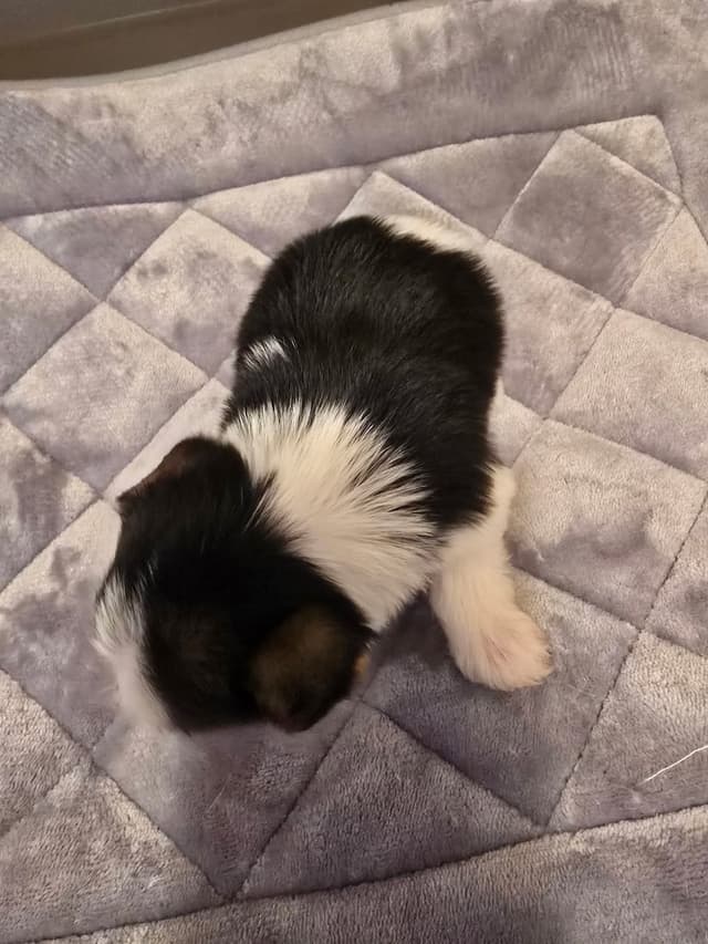 Yorkshire Terrier Puppies media 5