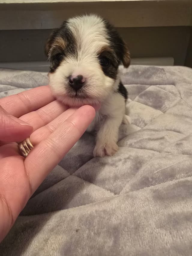 Yorkshire Terrier Puppies media 6