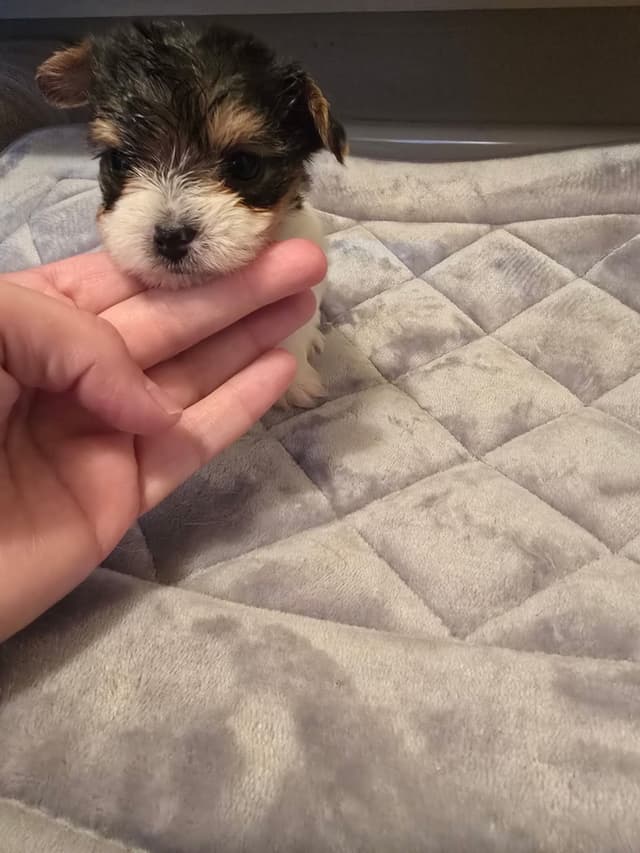 Yorkshire Terrier Puppies media 7