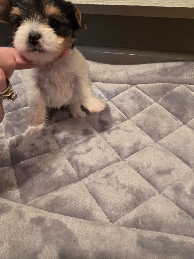 Yorkshire Terrier Puppies media 8