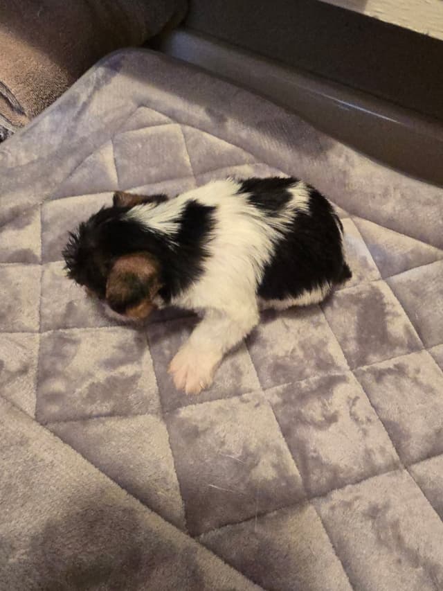 Yorkshire Terrier Puppies media 9