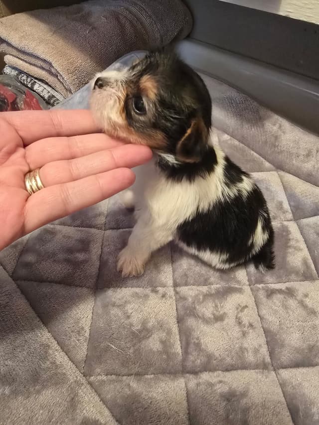 Yorkshire Terrier Puppies media 11