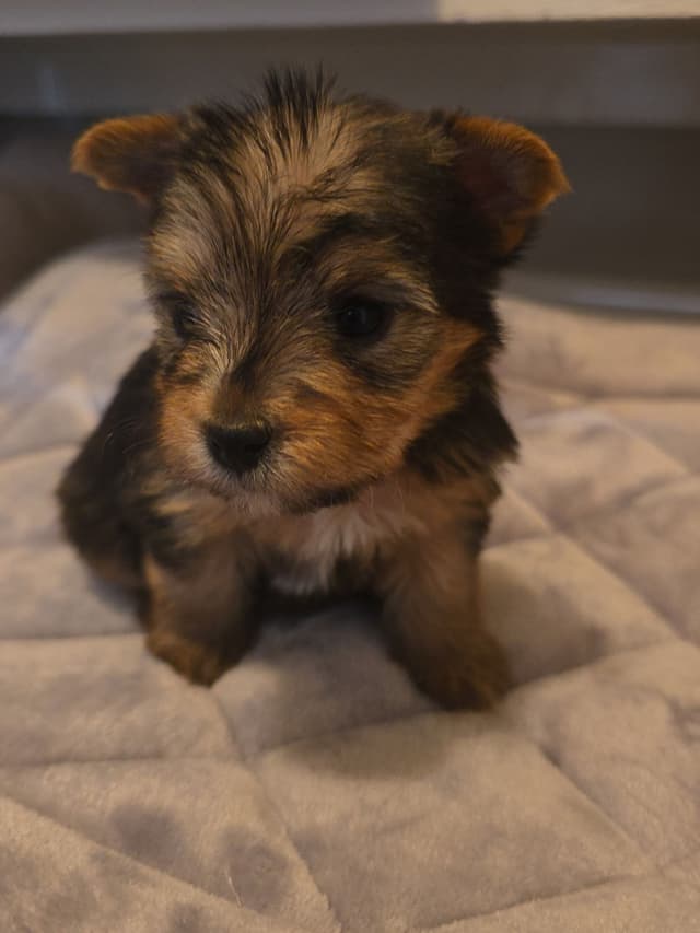 Yorkshire Terrier Puppies media 12
